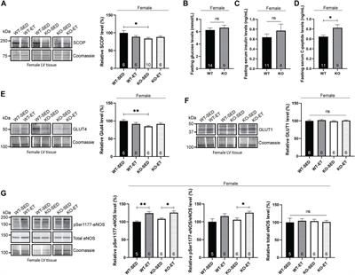The female syndecan-4−/− heart has smaller cardiomyocytes, augmented insulin/pSer473-Akt/pSer9-GSK-3β signaling, and lowered SCOP, pThr308-Akt/Akt and GLUT4 levels